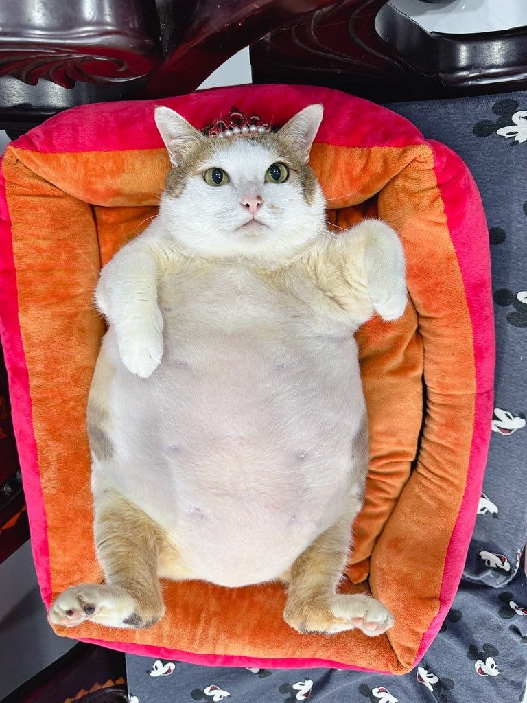 Móm lying on her back in a red and orange cat bed, wearing a tiny pearl tiara